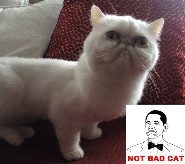 Blog Badcat: Bad Cat & Água de Cheiro: Simplesmente mais linda!